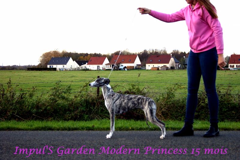 CH. Impul's Garden Modern princess