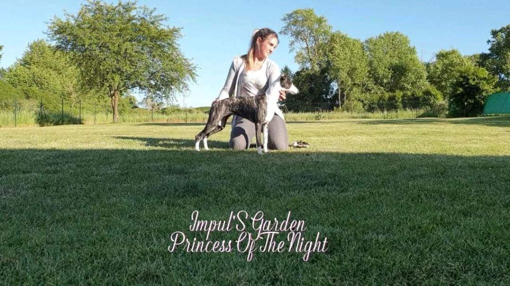 Impul's Garden Princess of the night