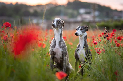 Impul's Garden - Whippet - Portée née le 14/08/2022