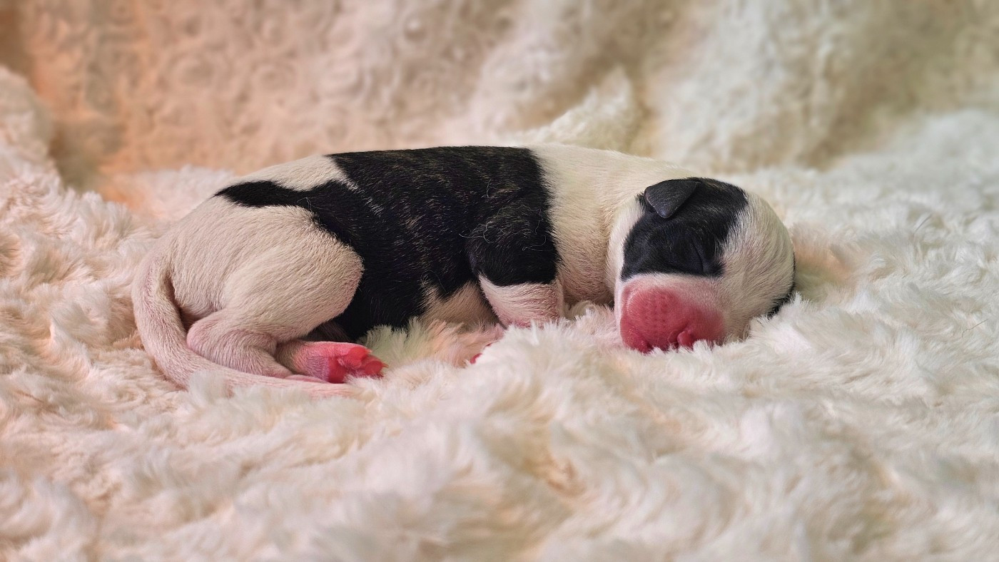 Impul's Garden - Chiots disponibles - Whippet