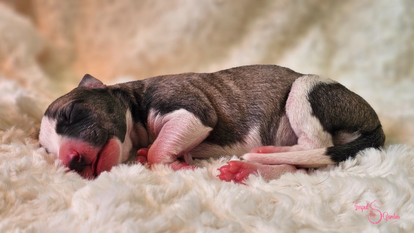 Impul's Garden - Chiots disponibles - Whippet