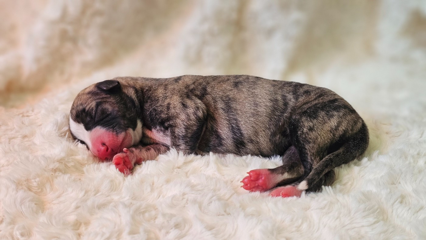 Impul's Garden - Chiots disponibles - Whippet