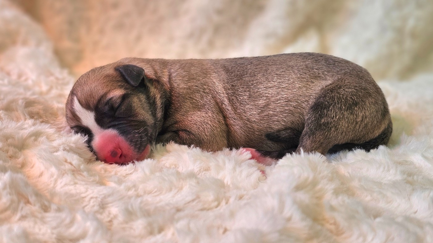 Impul's Garden - Chiots disponibles - Whippet