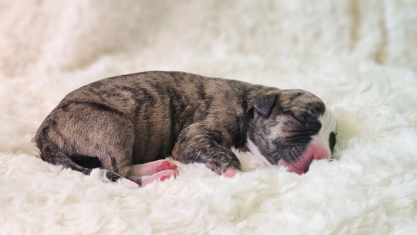 Impul's Garden - Chiots disponibles - Whippet