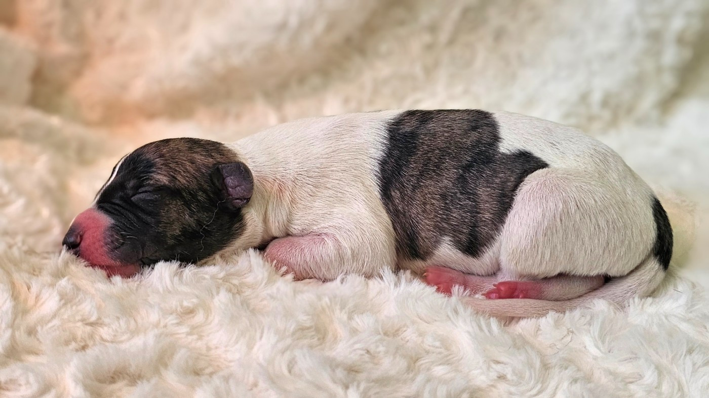 Impul's Garden - Chiots disponibles - Whippet