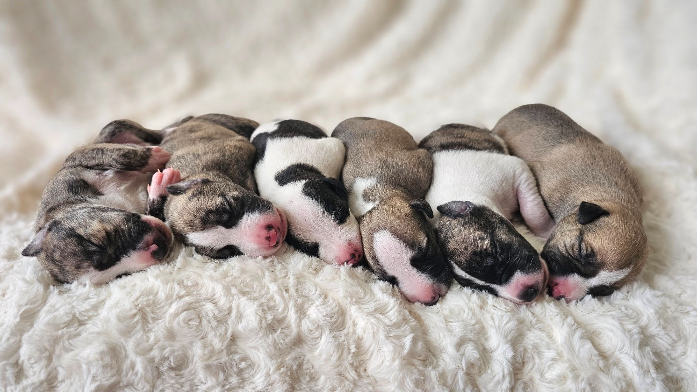 Chiot Whippet Impul's Garden