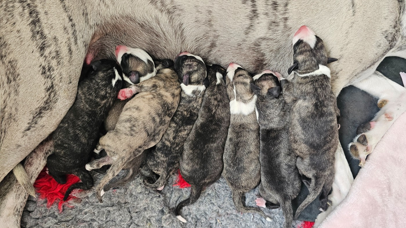 Chiot Whippet Impul's Garden