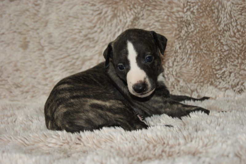 Impul's Garden - Whippet - Portée née le 11/10/2017