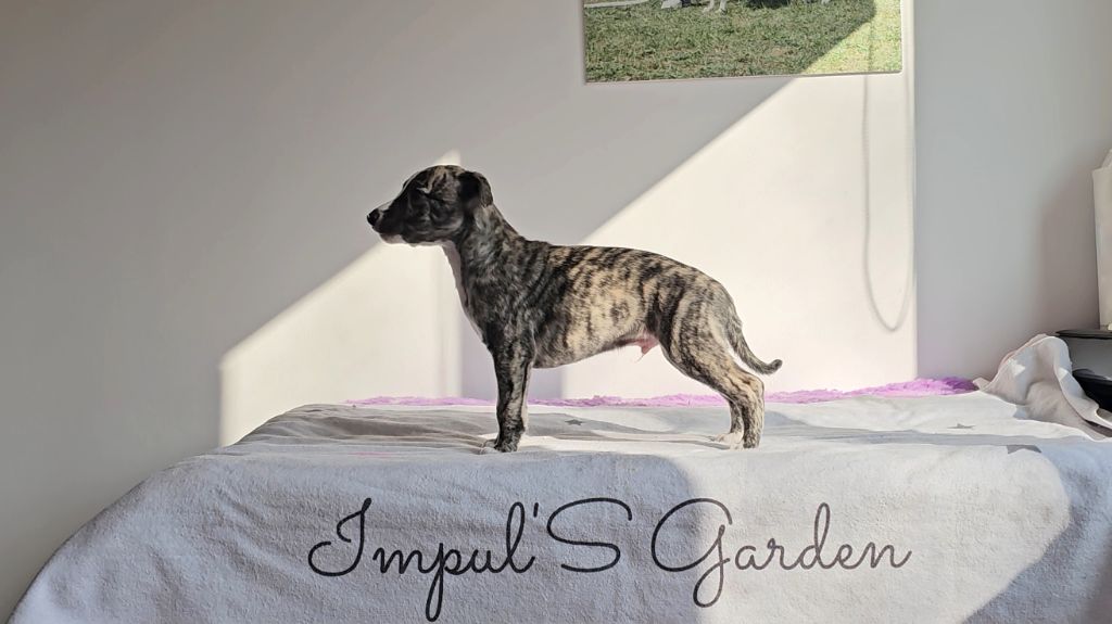 Impul's Garden - Chiots disponibles - Whippet